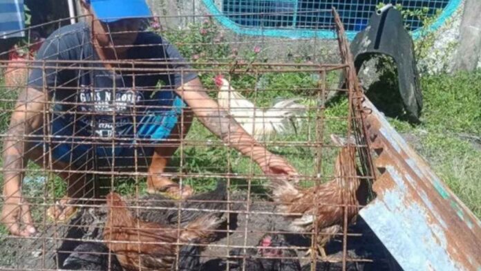 20230208 PAGEONE - Chickens