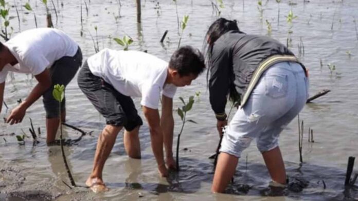 20230213 PAGEONE - Plant mangroves